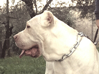 white cane corso head